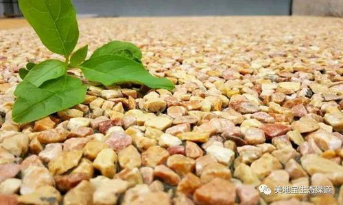 海南帕米孔露骨料透水混凝土工程哪家好？生態環境材料助力綠色建設